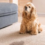 How To Remove Dog Pee Smell From Carpet