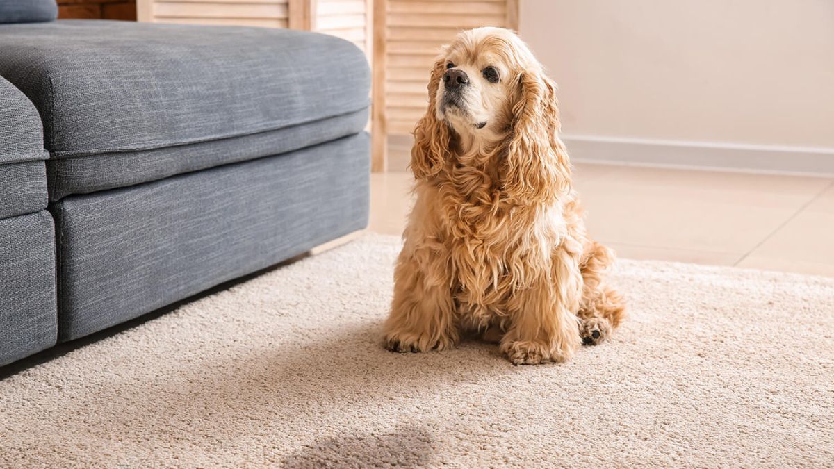 How To Remove Dog Pee Smell From Carpet